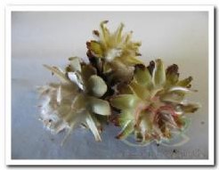 Leucadendron Plumosum op draad /doos 40st natuurlijk bloemschikmateriaal