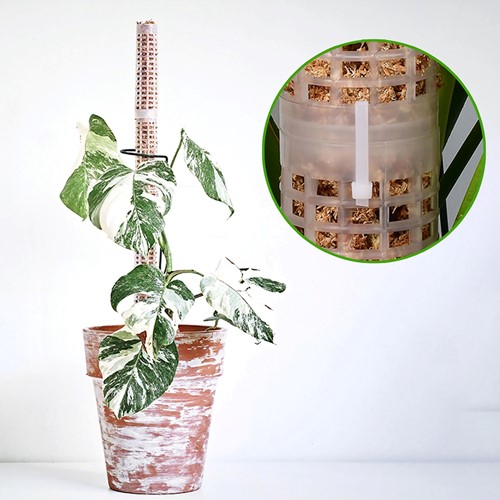 Mosstok OPZETSTUK Clear om te vullen met veenmos Planten totem Opbinden van planten