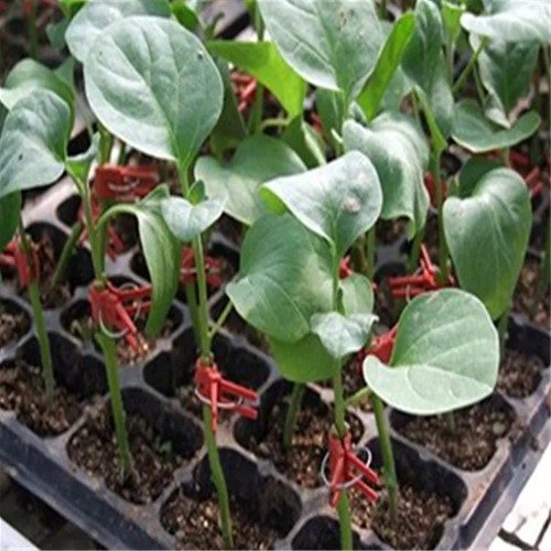 Stekclips rood plantenclip platbek 50 stuks stek clipjes
