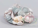 Schelpenmix Large net ca. 300 gram