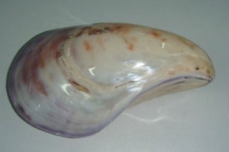 Oesterschelp Twisted Polished Gepolijst per stuk