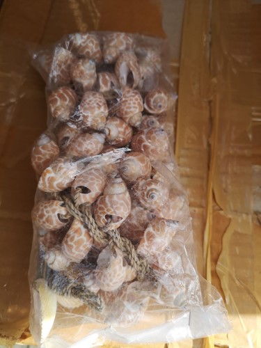 Schelpenhanger Klonong Macan