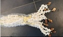 Schelpengordijn Schelpenhanger Kupu-Kupu Butterfly Chippy geboorde schelpen Wit geboorde schelpjes