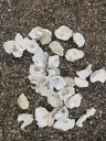 Oesterschelpen biologisch watercleaned < 8 cm 16 stuks