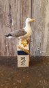 Meeuw Maritiem op Meerpaal Nr. 66 Klein 6,5x3,5x13 cm