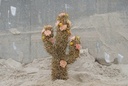 OASIS® Black Bioline Cactus grote zwarte cactus 38 x 74 x 11 cm