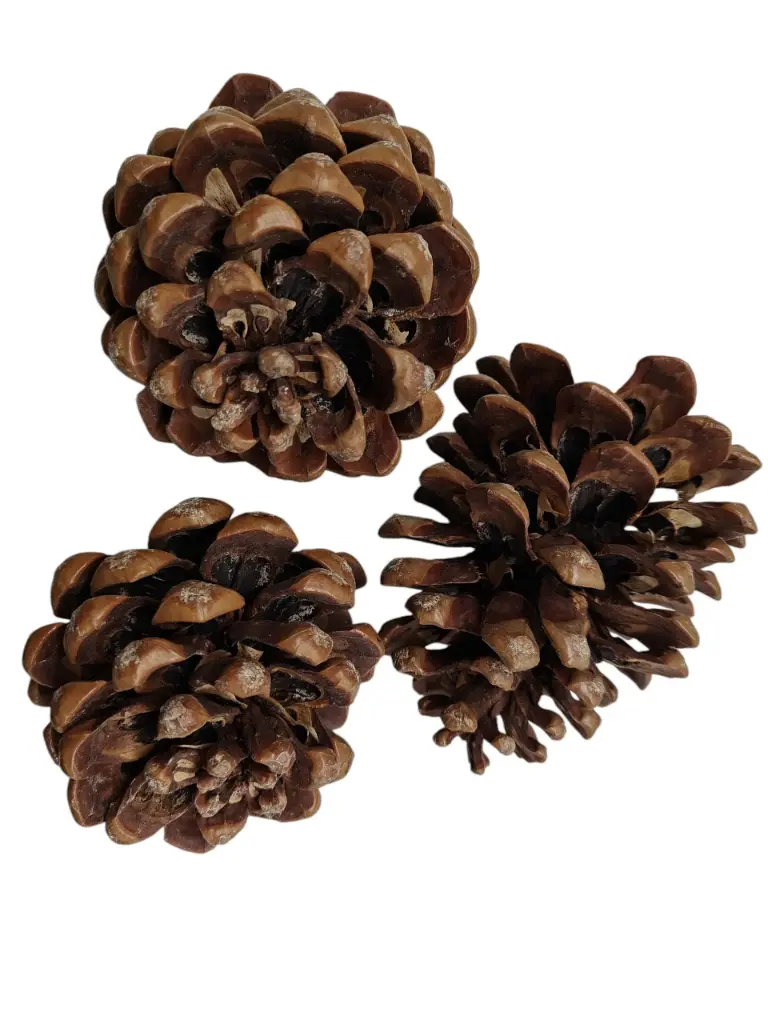Dennenappels Pinus Pinea Naturel 50 stuks