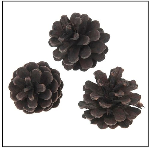 Oostenrijker dennenappel Pinus Nigra BLACKwash 6 stuks