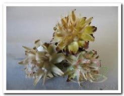 Leucadendron Plumosum op draad doos ca. 40 stuks