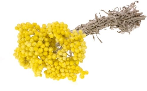 Immortelle SB droogbloemen Geel natural yellow 