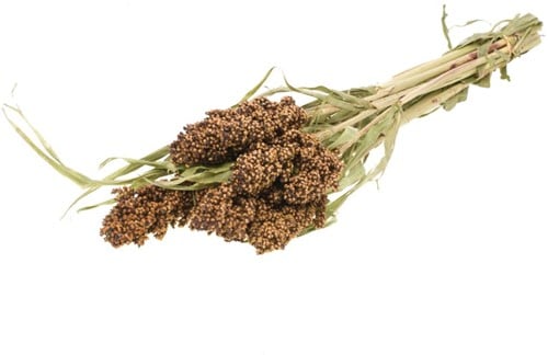 Sorghum SB aren pluimen Natural Groen