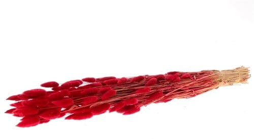 Lagurus Ovatus Pluimgras Graspluimen in hoes Rood 100 gram