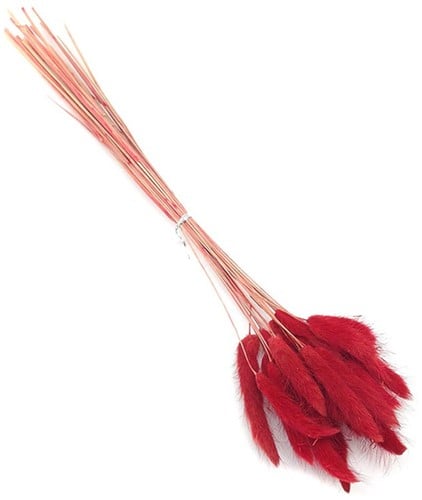 Lagurus Ovatus Pluimgras Graspluimen in hoes Rood 100 gram