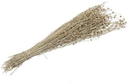 Lino Grass Vlas Linum Droogbloem Bundel Yellow Geel 100 gram