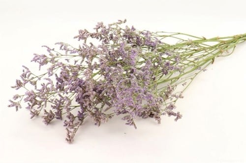 Limonium Diamond Lamsoor Statice Blauw 60 cm
