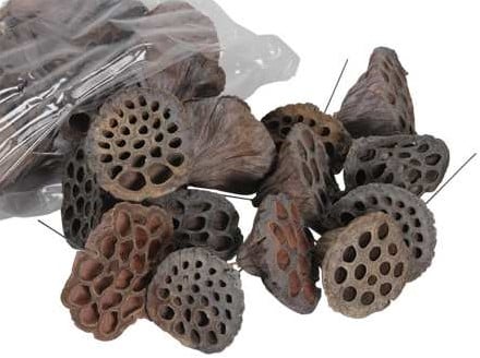 Lotus op draad Naturel 5–7 cm ca. 25 stuks