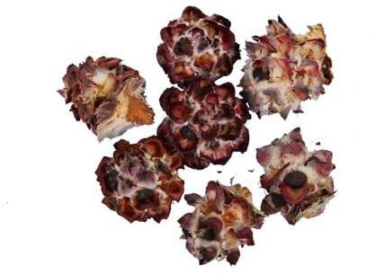 Leucadendron Pubescens los 1 kilo