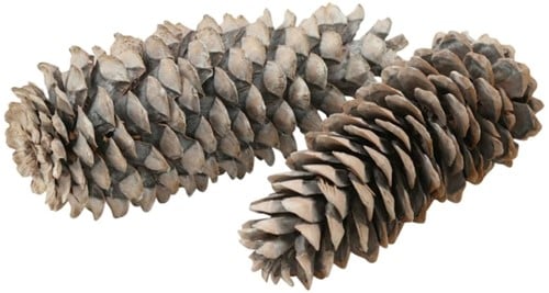 Reuze Dennenappel Sugar Pine Cone Frosted White ca. 25 cm per stuk