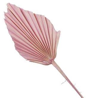 Palmblad Bakla Palm Spear PastelRoze 7 stuks