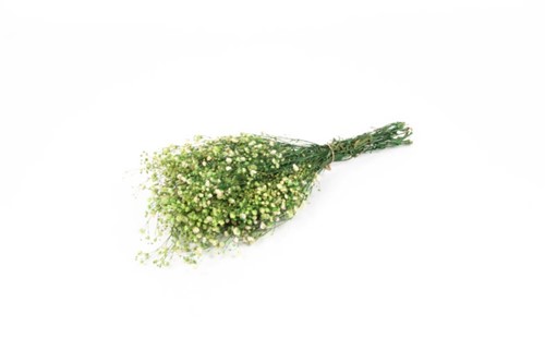 Geprepareerd Gepreserveerd Gipskruid Appelgroen 60 cm 55 gr