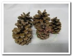 Dennenappels Oostenrijkers Blue Pine zak ca. 5 kg