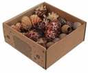 Leucadendron Assortiment op draad Naturel 50 stuks