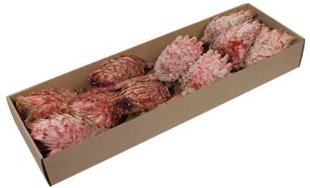 Protea Barbigera Medium Naturel Rood doos 10 stuks
