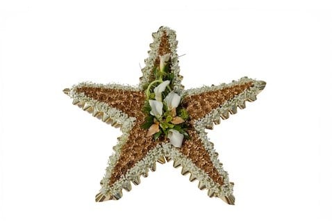 OASIS® Bioline Ster 50 × 50 × 5,5 cm oase voor verse bloemen