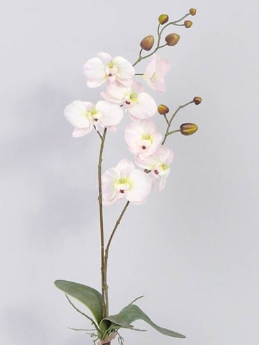 Orchidee Phalaenopsis ZachtRoze Zijden plant blad en wortel 75 cm 2 takken 7 bloemen