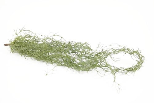 Tillandsia Hangplant Groen 75 cm