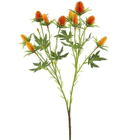 Eryngium Distel Oranje Zijdenbloem 68 cm per stuk