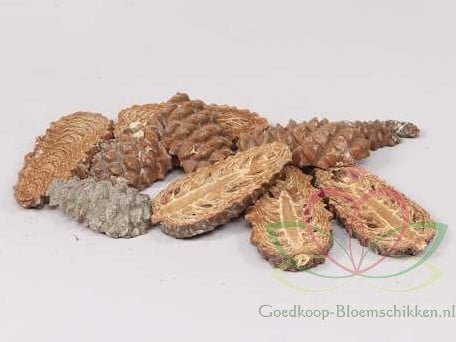 [A-011319] Schijven Dennenappel Maritima ca. 20 stuks