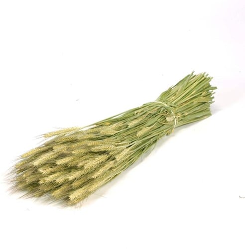 [A-013861] Triticale droogbloemen Naturel Groen per bundel