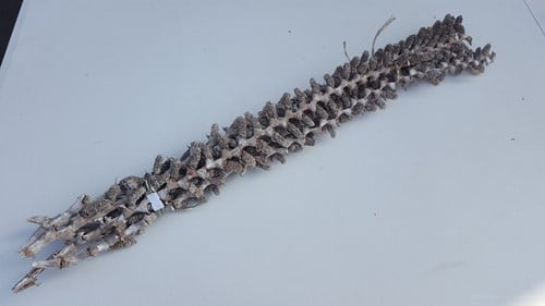 [A-014799] Buriti bundel White ca. 70 cm 5 stuks