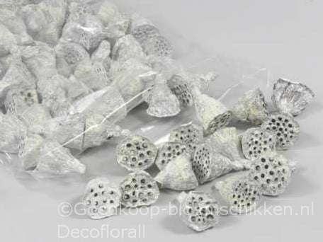 [A-016129] Lotus Mini White Wash 2–4 cm ca. 100 stuks