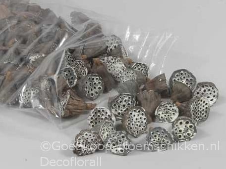 [A-016137] Lotus Mini White Tip 2–4 cm ca. 100 stuks