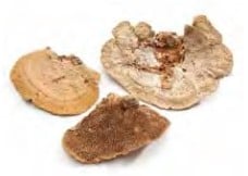 [A-020065] Elfenbankje Sponge Mushroom 5-15 cm ca. 250 gr