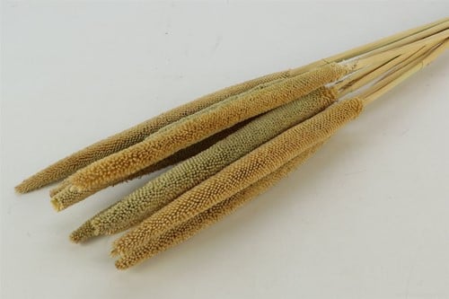 [A-022071] Babala Naturel 10pc 65-70 Bundel droogbloemen vaste pluimen