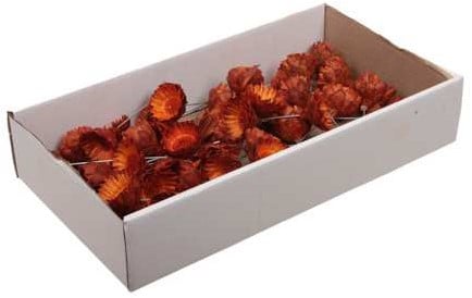 [A-023275] Protea compacta op draad droogbloem Rose Oranje doos 50 stuks