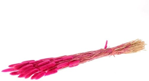 [A-024011] Lagurus Ovatus 100 gr in hoes Dark Pink Pluimgras graspluimen 
