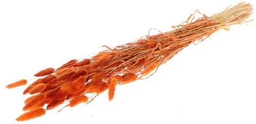 [A-024013] Lagurus Ovatus Pluimgras Graspluimen in hoes Peach Oranje 60 cm 50 gram