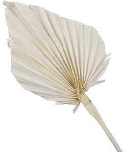 [A-025304] Palmblad Bakla Palm Spear Gebleekt 7 stuks