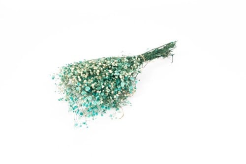 [A-025650] Geprepareerd Gepreserveerd Gipskruid Aquamarijn Turquoise 60 cm 55 gr