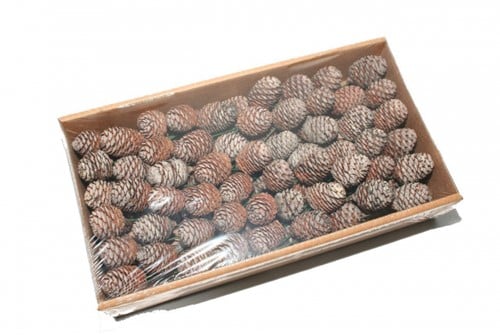 [A-027295] Leucadendron Murri op draad Naturel 5 stuks