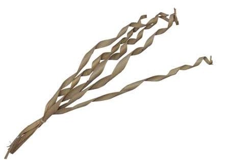 [A-027367] Palm Sun Palm Spiral Naturel 80-90 cm 5 stuks