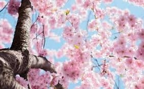 [A-019243] Geurolie Winter Blossom voor melts kaarsen en zeep 20 ml