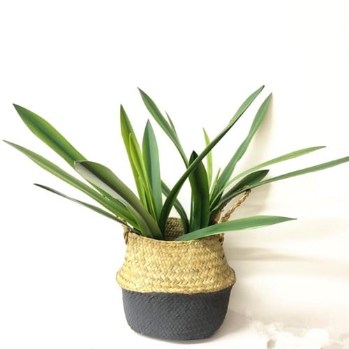 [A-023343] Orchideeblad Cymbidium Smal Latex met wortel ca. 50 cm per stuk