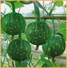 [A-009344] Yualing F1 Kleine Muskaatpompoen 50 zaden